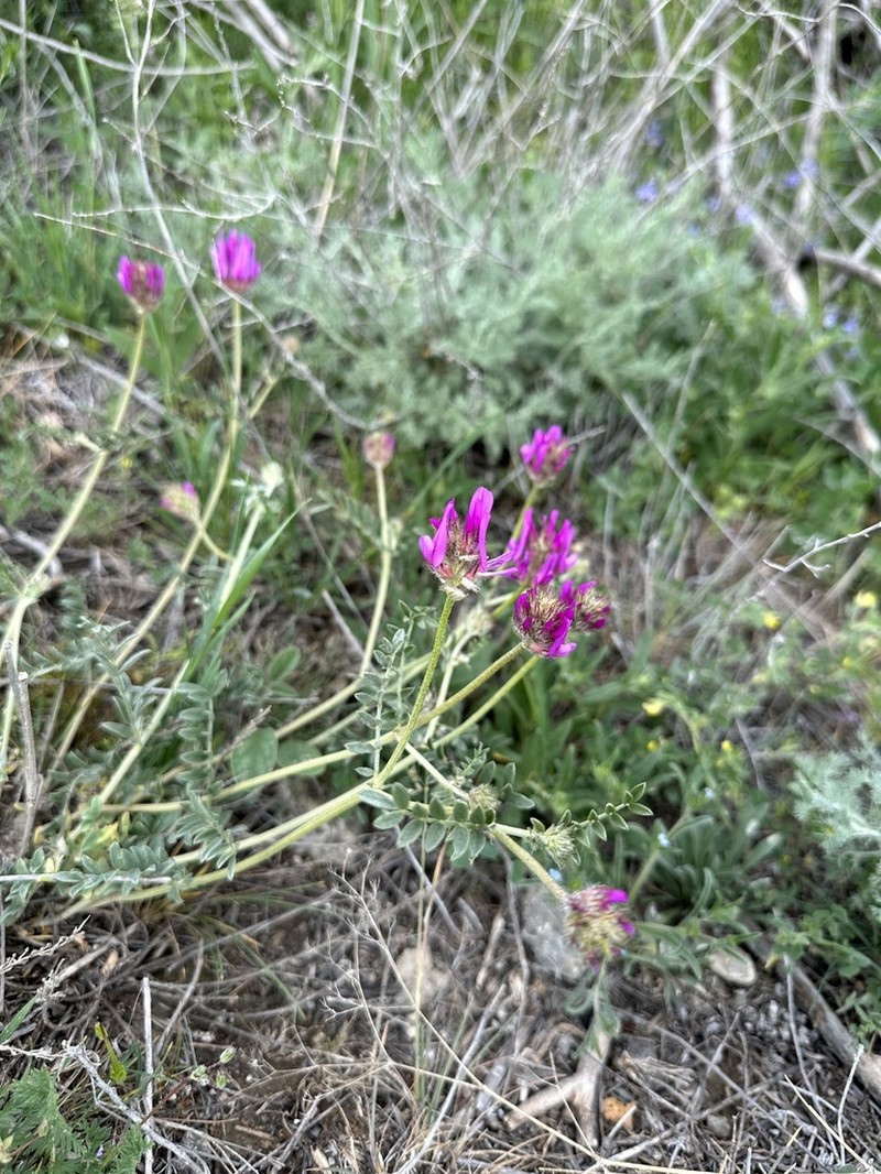 Astragalus cancellatus photo 6
