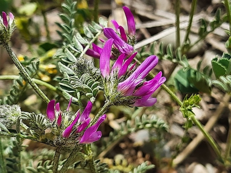 Astragalus cancellatus photo 7