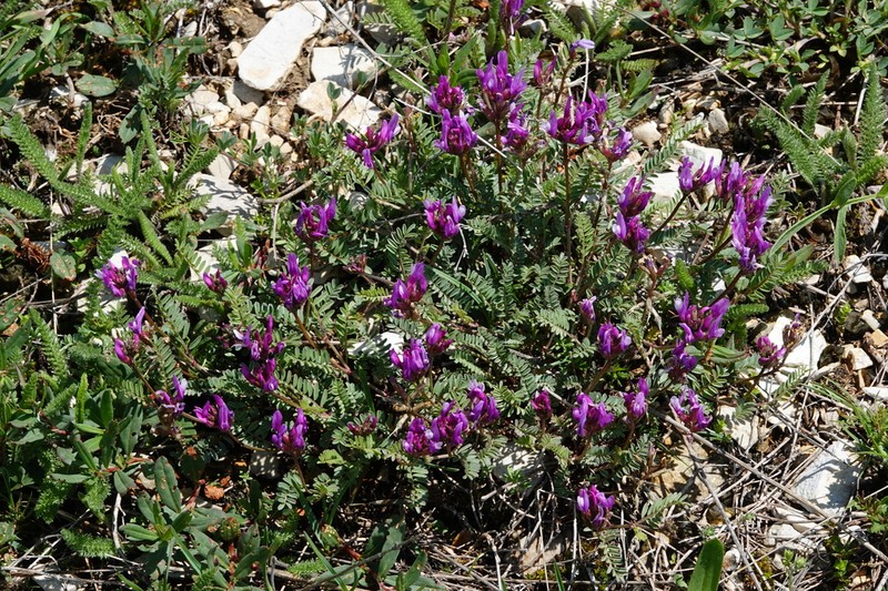 Astragalus cancellatus photo 8