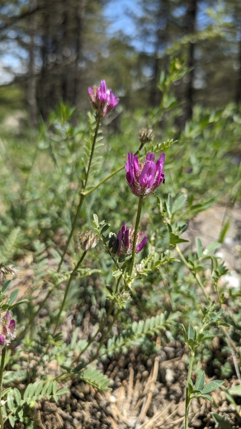 Astragalus cancellatus
