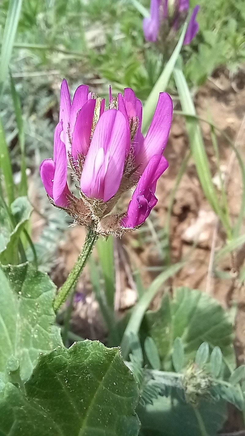 Astragalus cancellatus photo 2