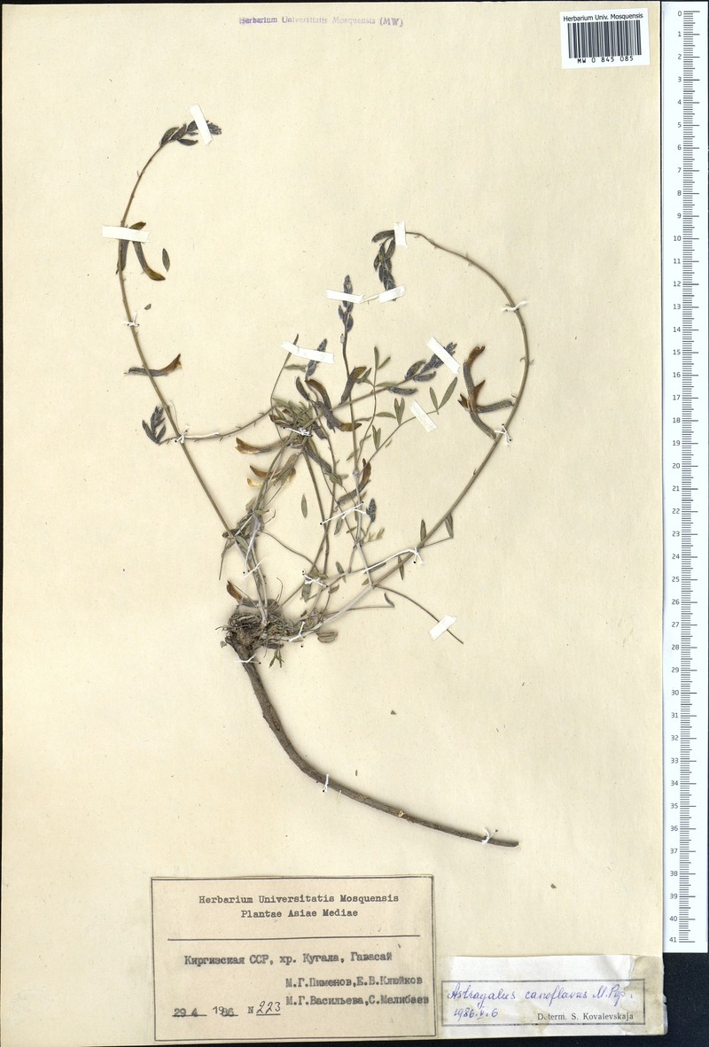 Astragalus canoflavus