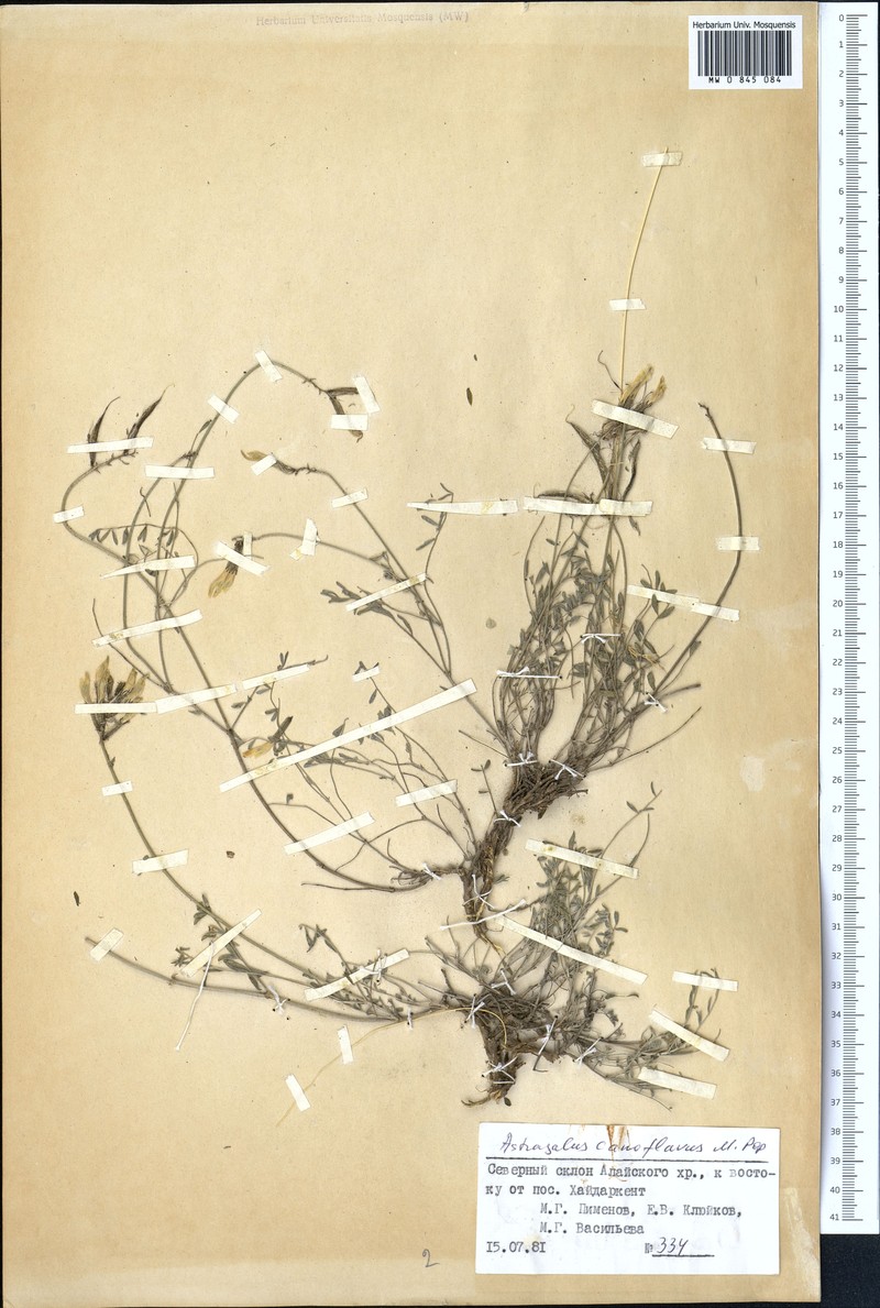 Astragalus canoflavus photo 2