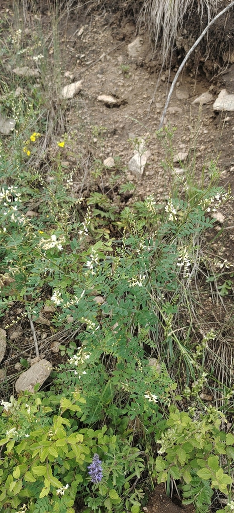 Astragalus capillipes