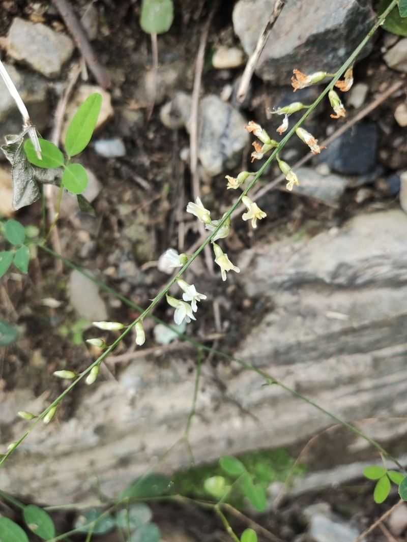 Astragalus capillipes photo 2