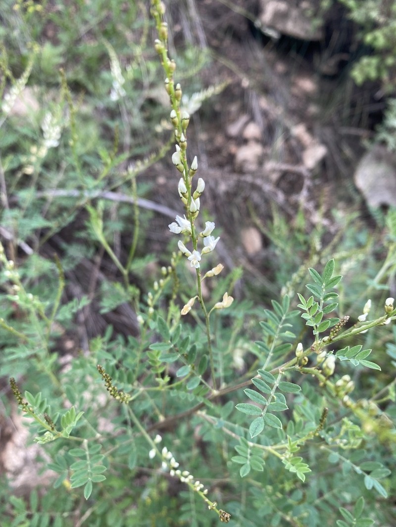 Astragalus capillipes photo 3