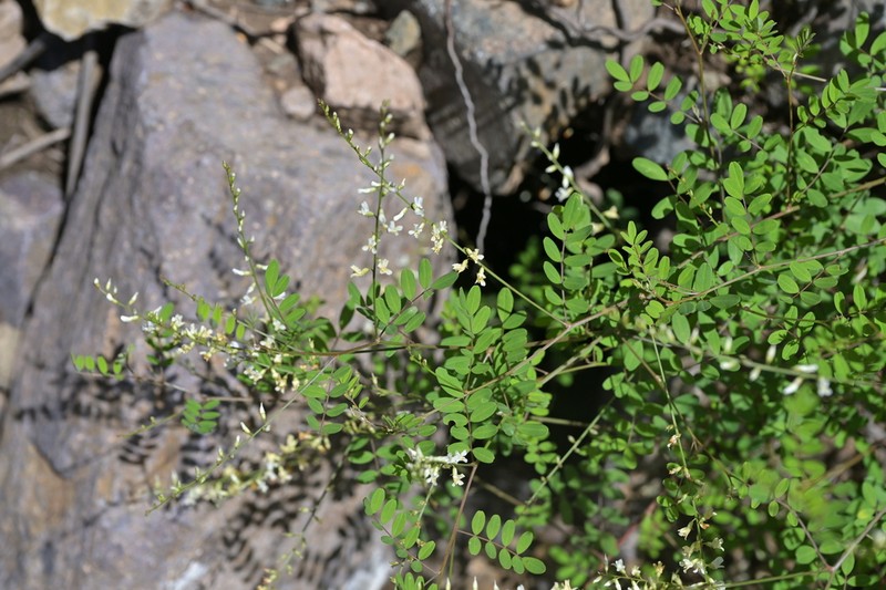 Astragalus capillipes photo 4