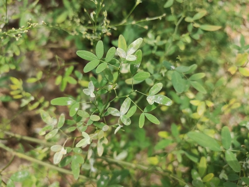 Astragalus capillipes photo 5