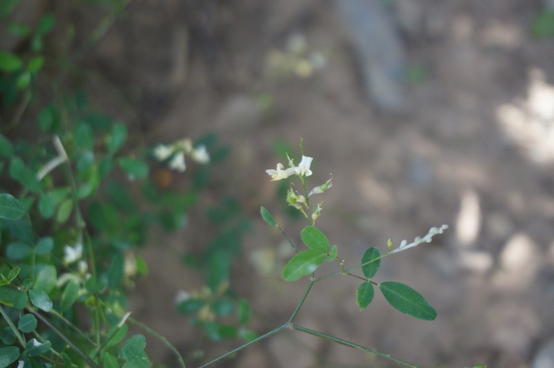 Astragalus capillipes photo 6