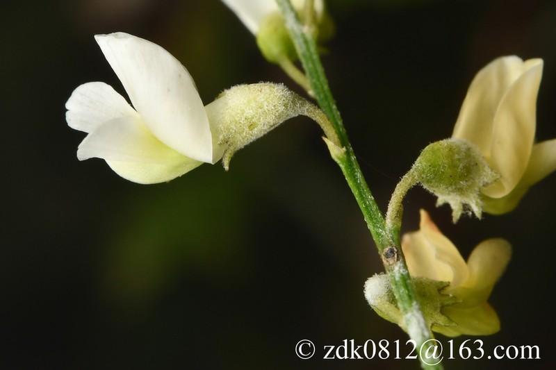 Astragalus capillipes photo 7