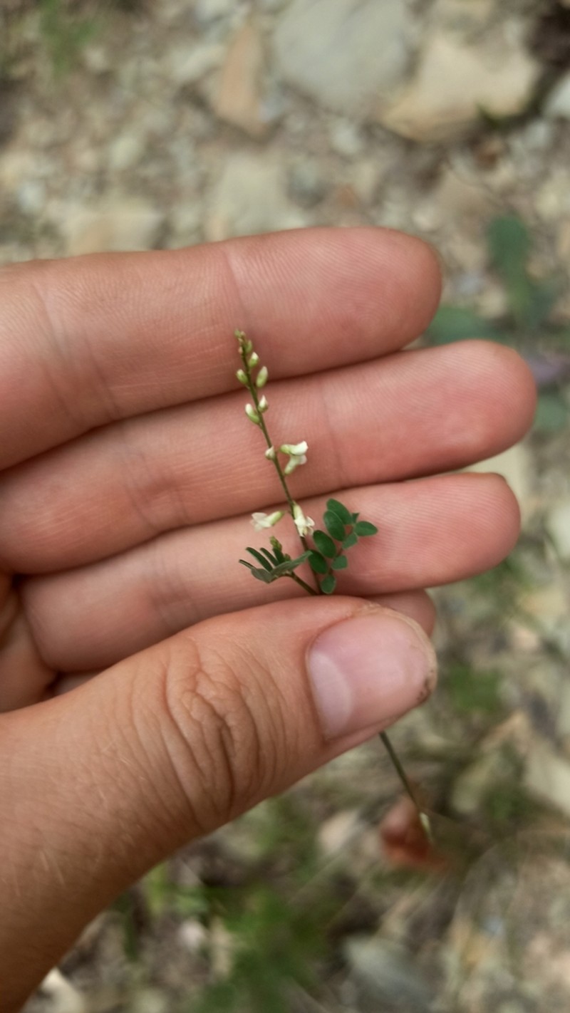 Astragalus capillipes photo 8