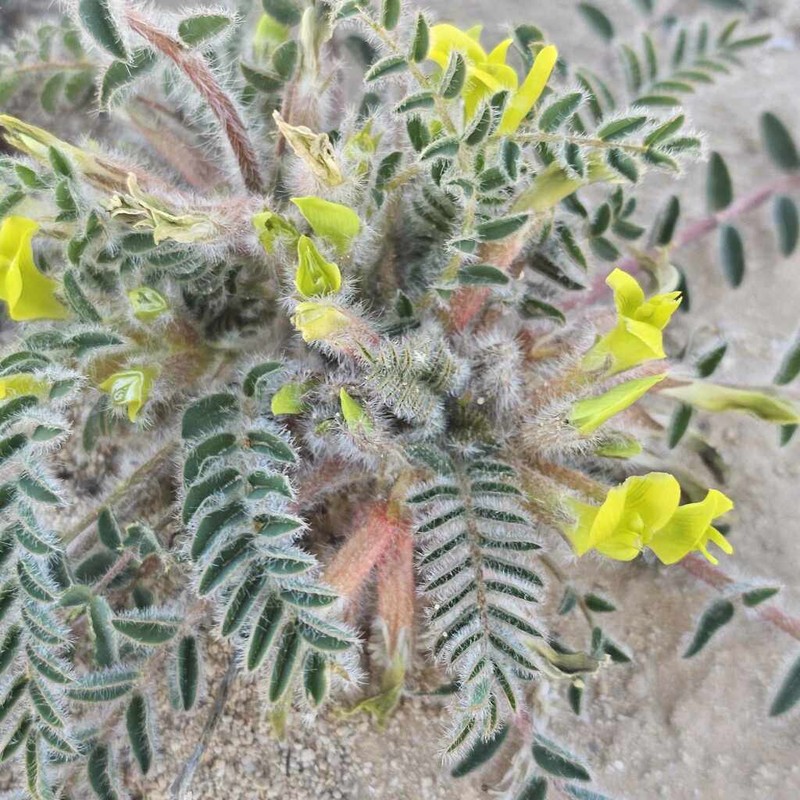 Astragalus caprinus photo 2