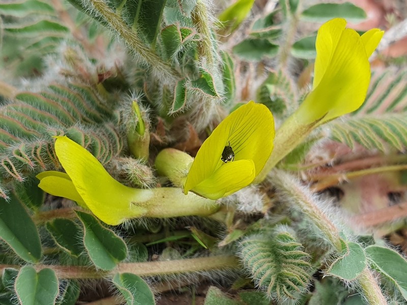 Astragalus caprinus photo 3