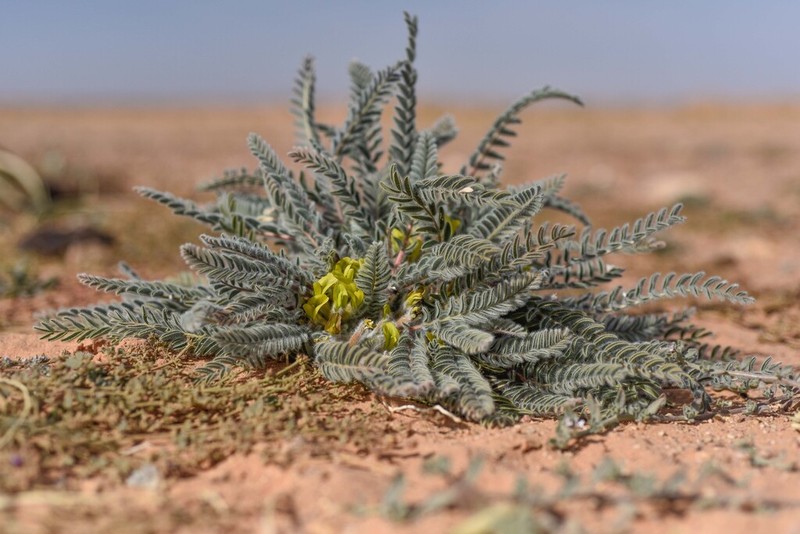 Astragalus caprinus photo 4