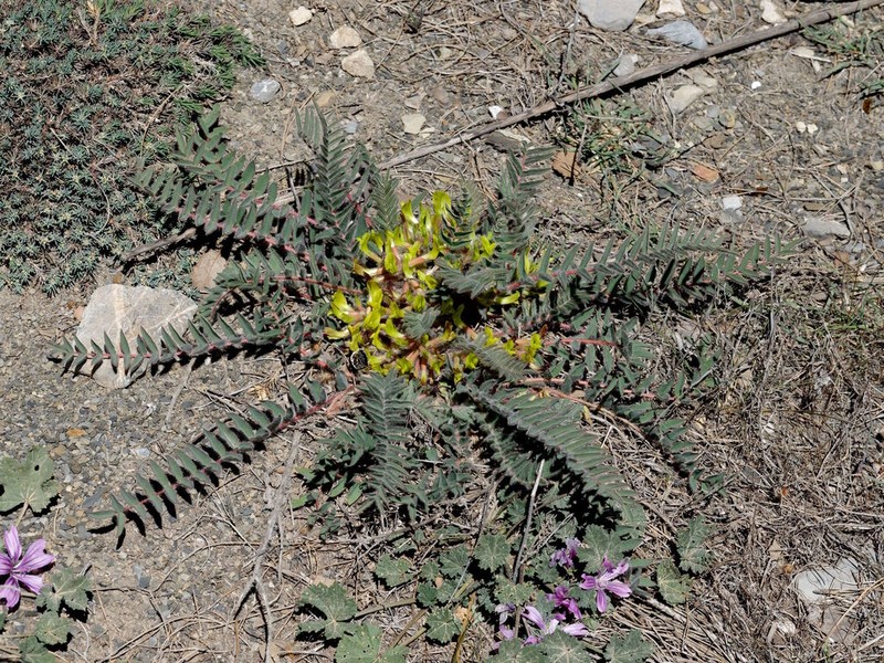 Astragalus caprinus photo 5