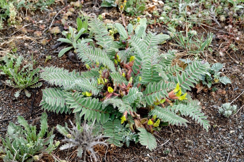 Astragalus caprinus photo 6