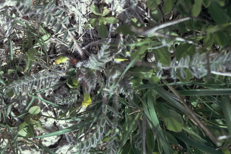 Astragalus caprinus photo 7
