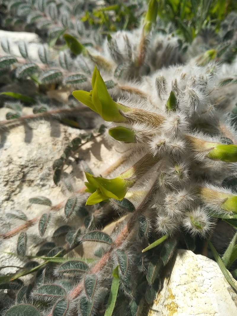 Astragalus caprinus photo 8