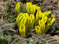 Astragalus caprinus