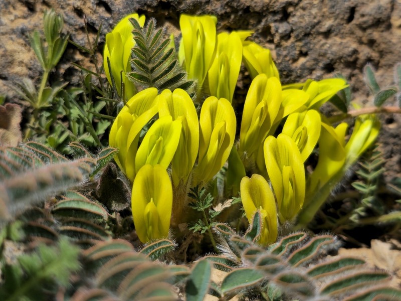 Astragalus caprinus