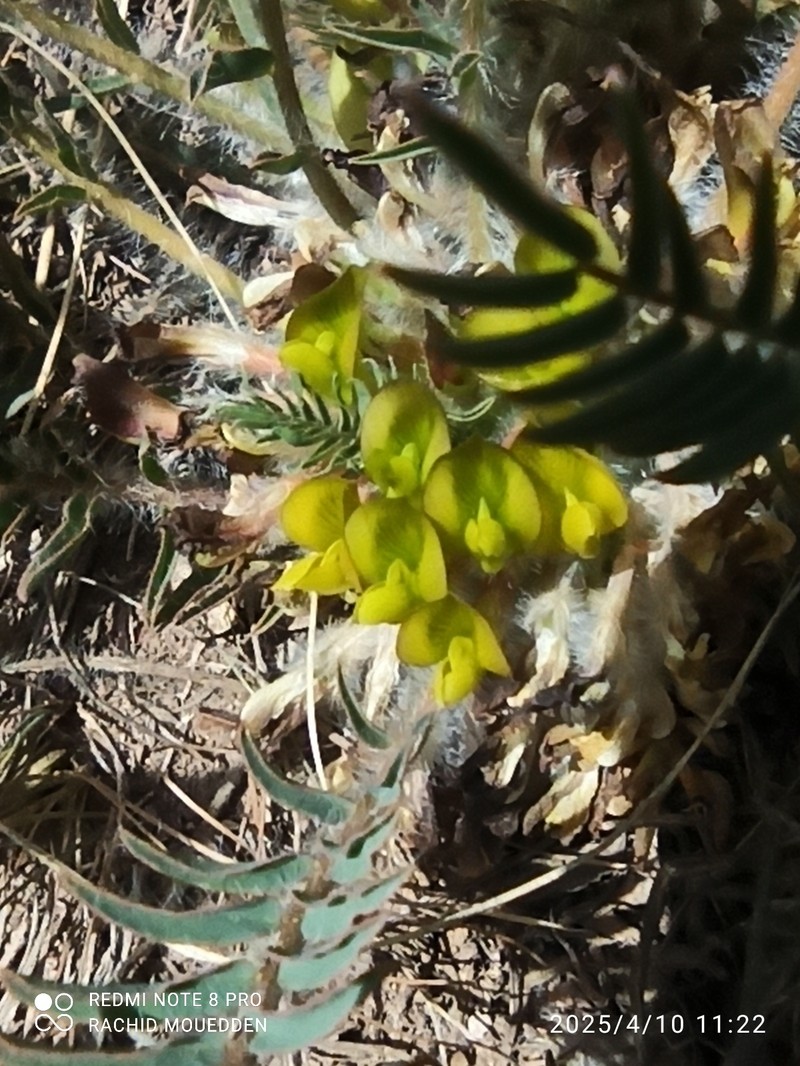 Astragalus caprinus subsp. caprinus