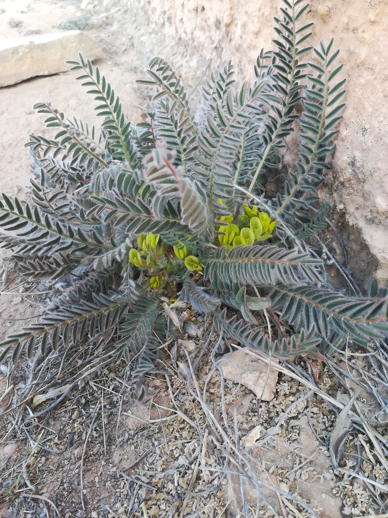 Astragalus caprinus subsp. caprinus photo 2