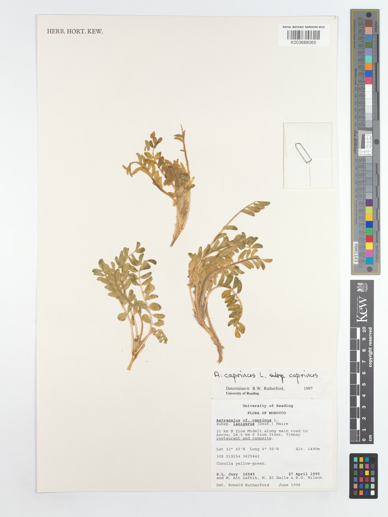 Astragalus caprinus subsp. caprinus photo 3