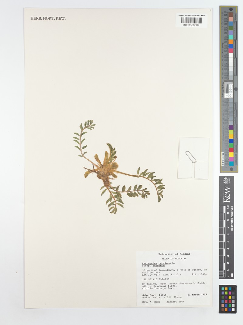 Astragalus caprinus subsp. caprinus photo 4