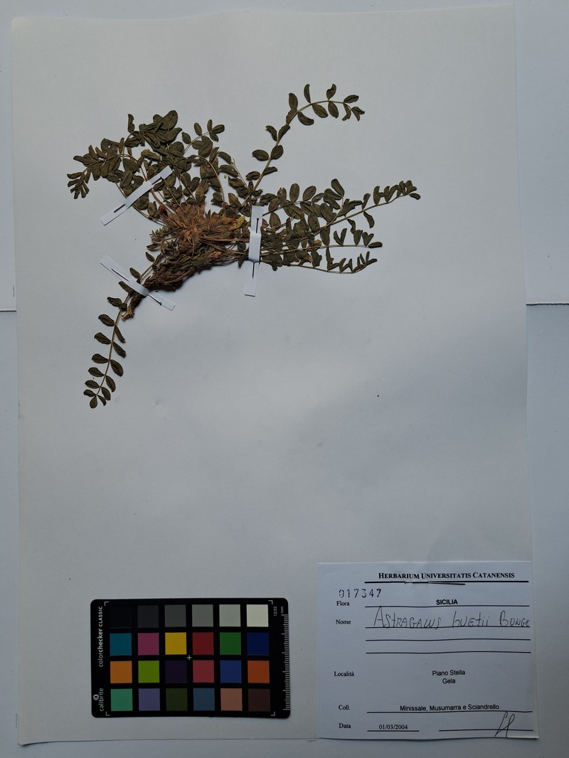 Astragalus caprinus subsp. huetii