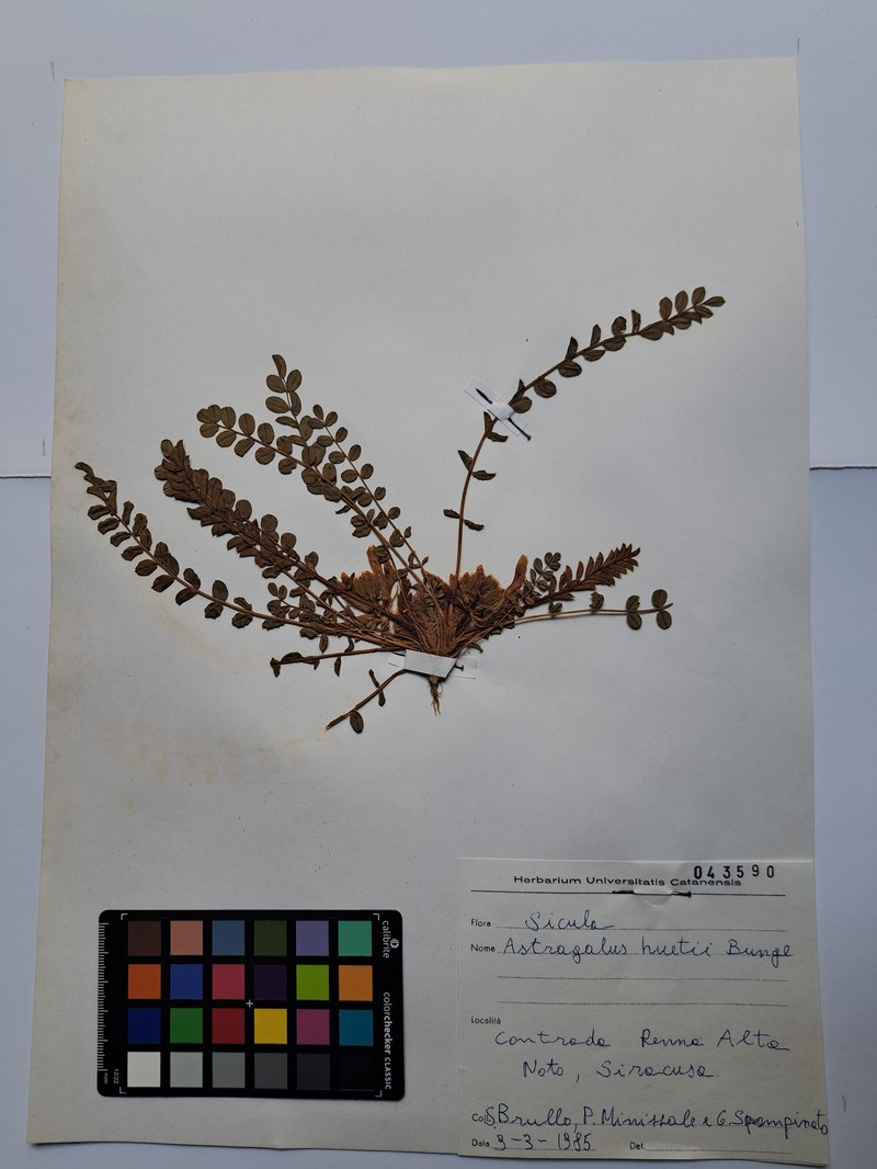 Astragalus caprinus subsp. huetii photo 2