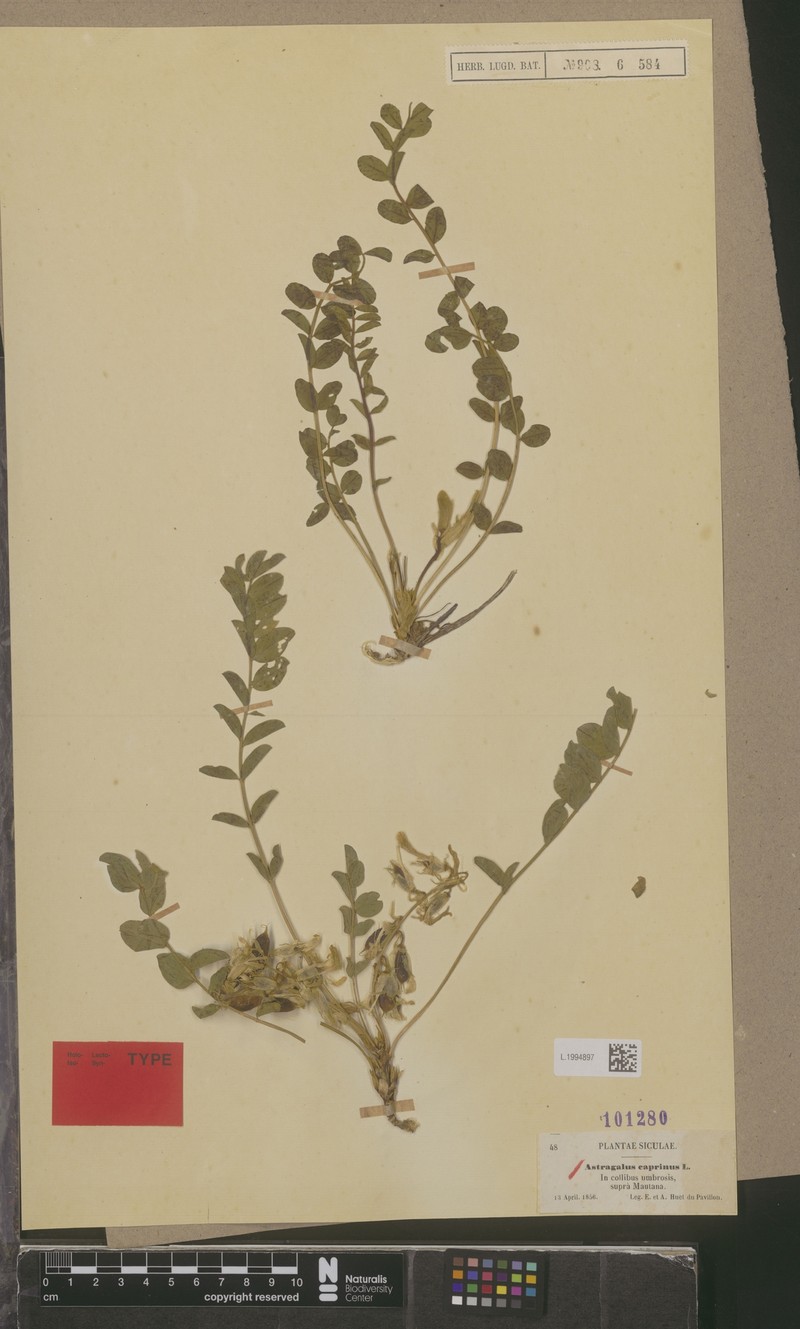 Astragalus caprinus subsp. huetii photo 3