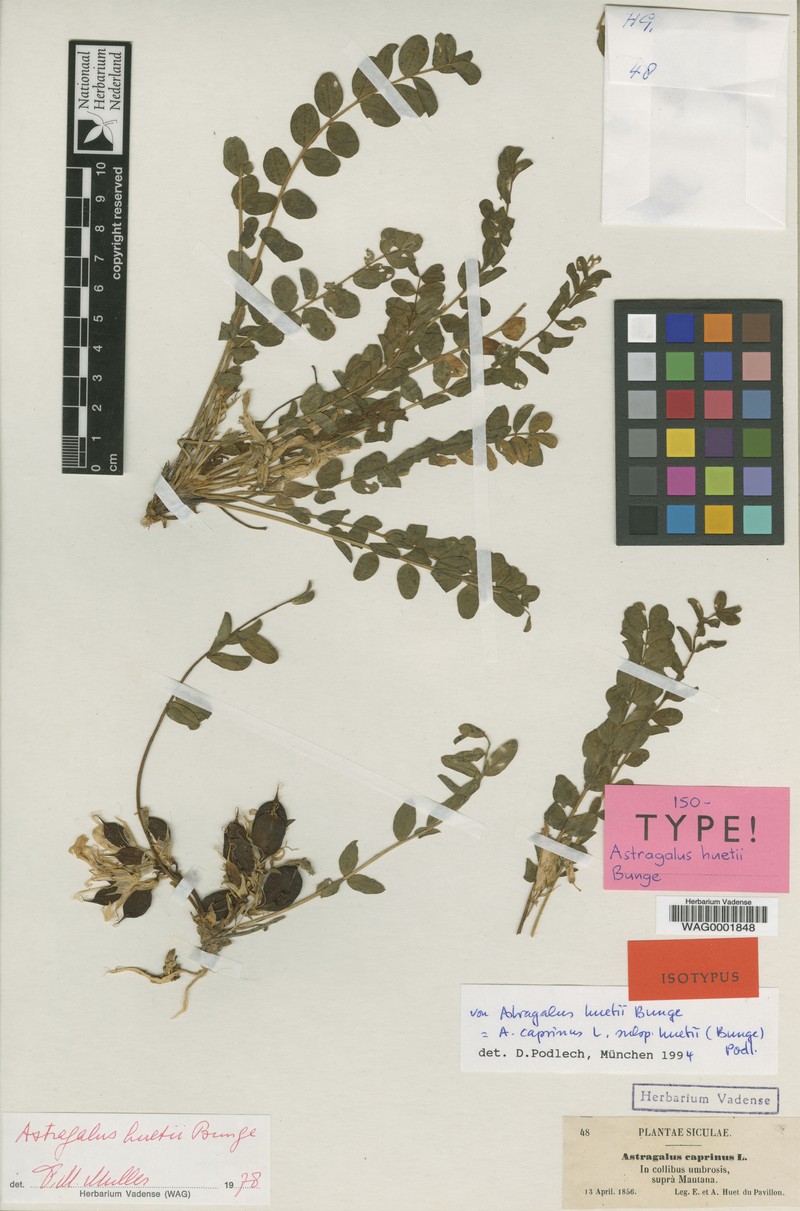 Astragalus caprinus subsp. huetii photo 4