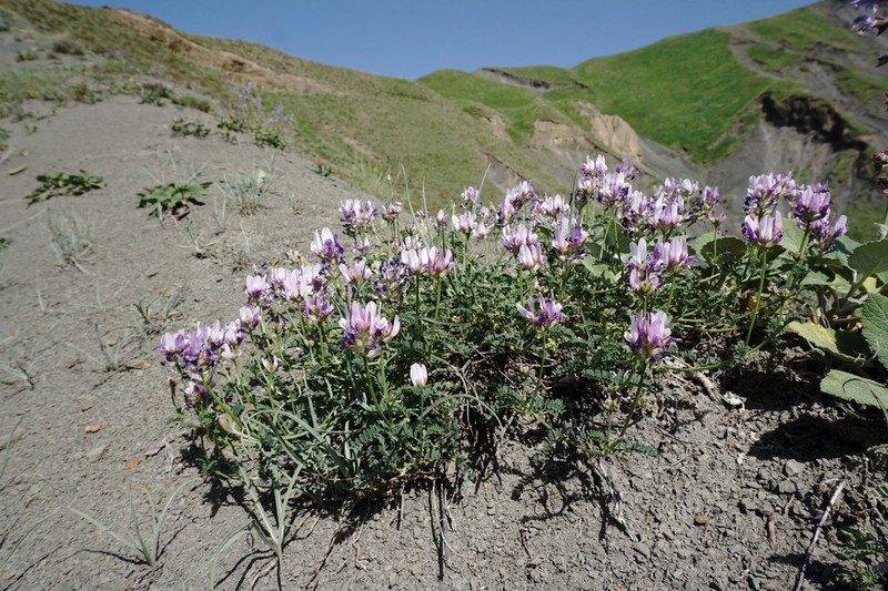 Astragalus captiosus photo 2