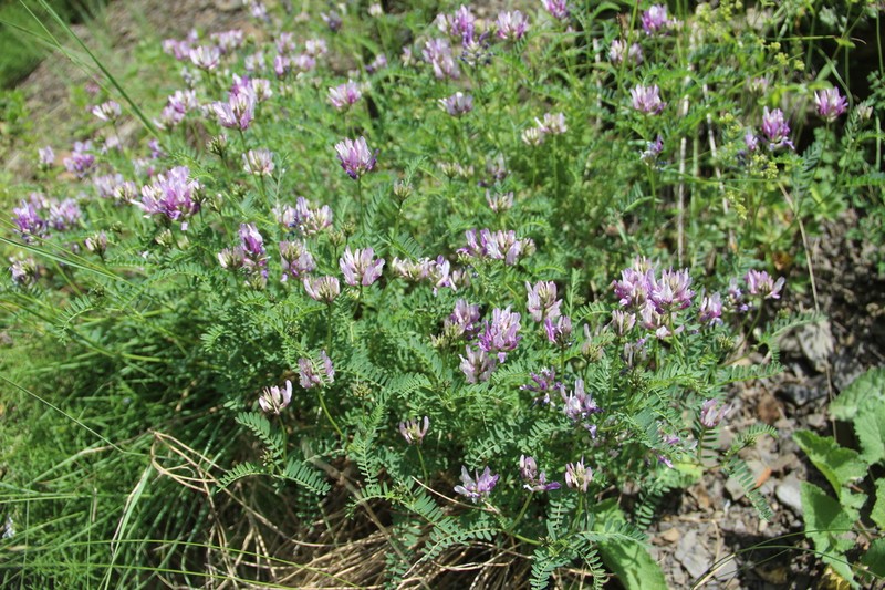 Astragalus captiosus photo 3