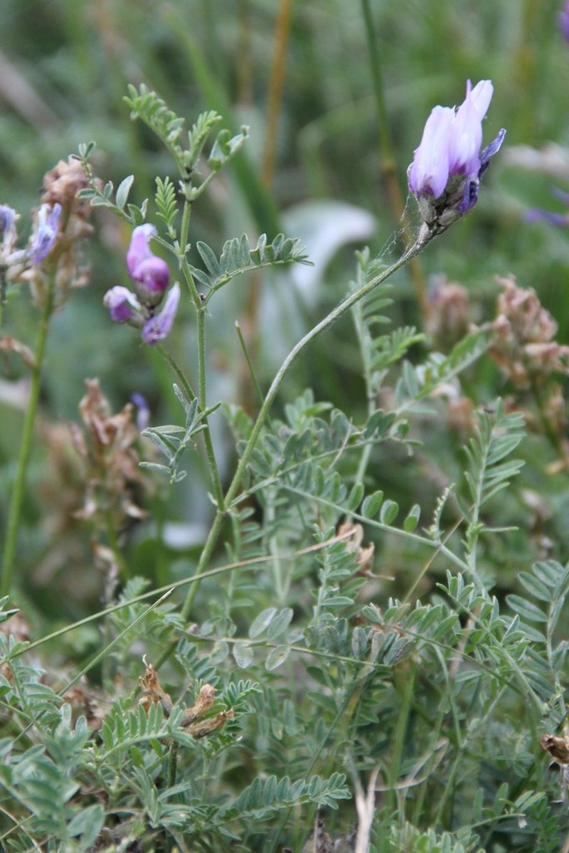 Astragalus captiosus photo 4