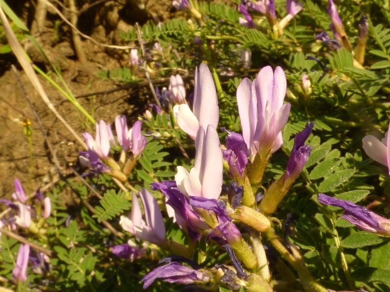 Astragalus captiosus photo 5