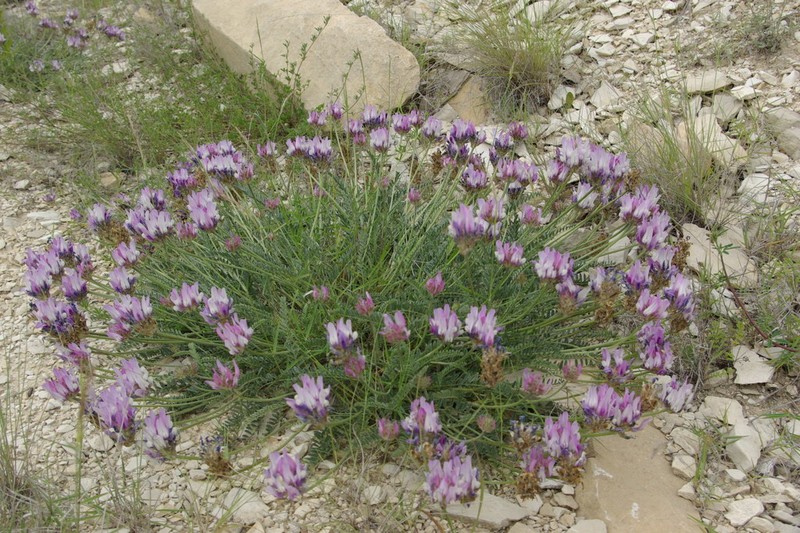 Astragalus captiosus photo 6