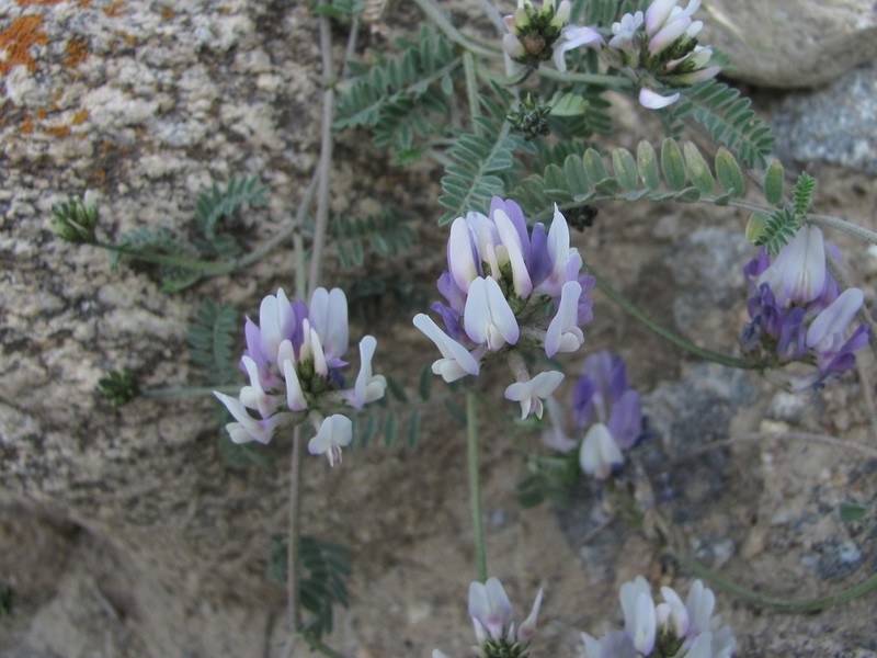 Astragalus captiosus photo 7
