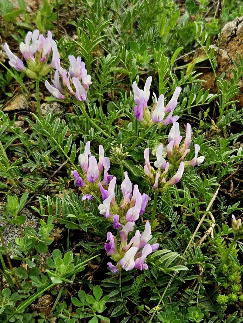 Astragalus captiosus photo 8