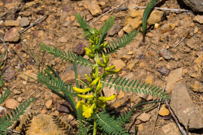 Astragalus caraganae