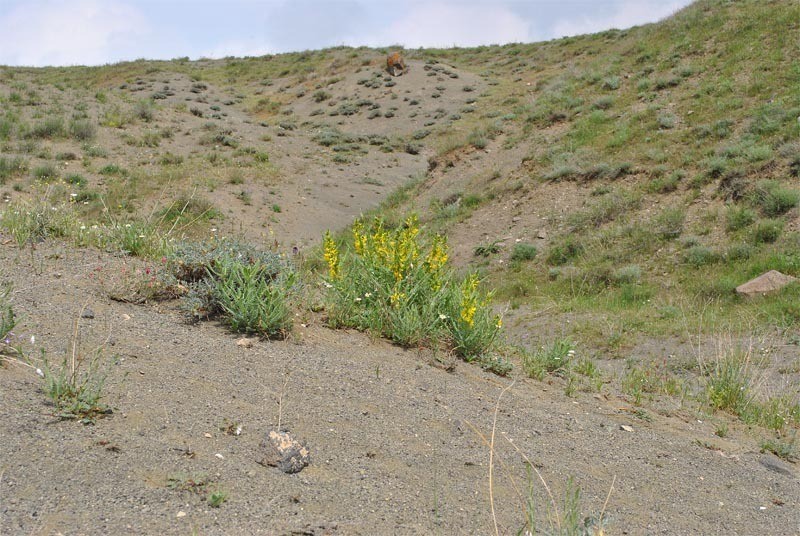 Astragalus caraganae photo 2