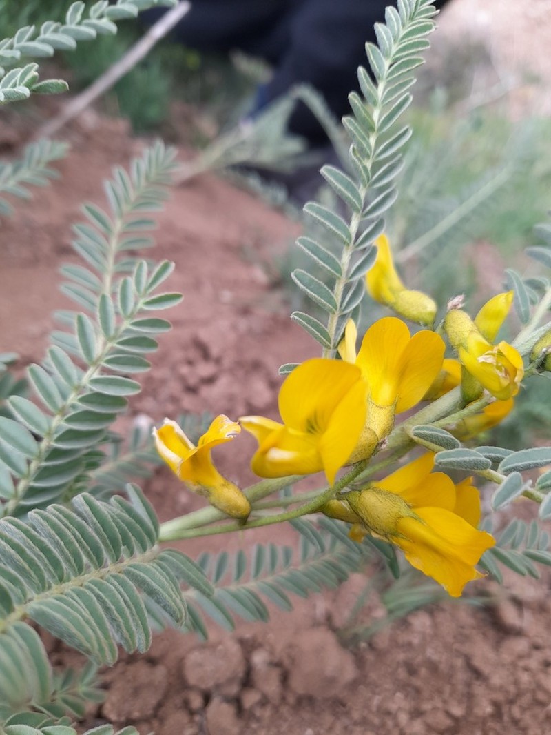 Astragalus caraganae photo 3