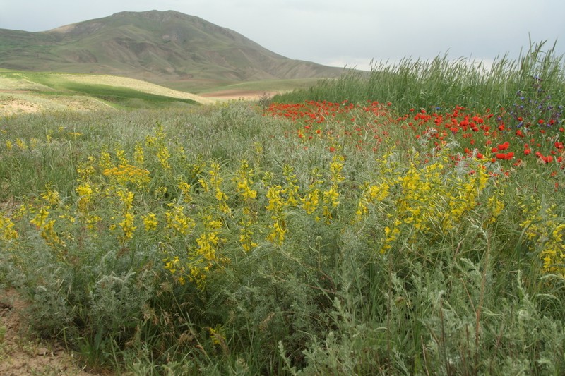 Astragalus caraganae photo 4