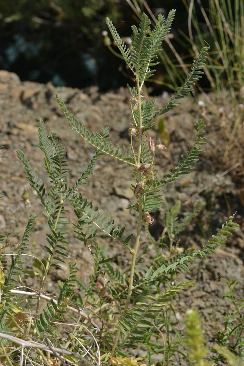Astragalus caraganae photo 5