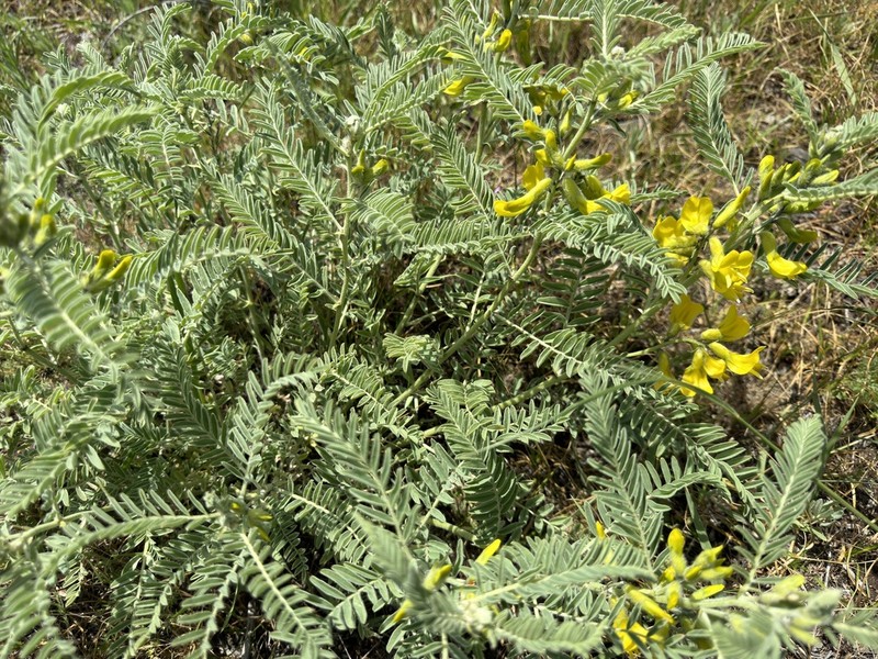 Astragalus caraganae photo 6