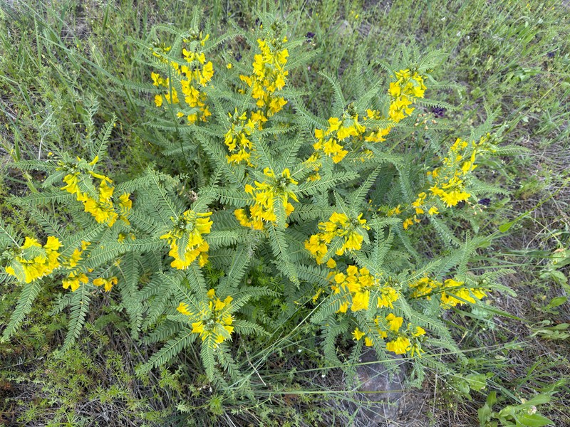 Astragalus caraganae photo 7