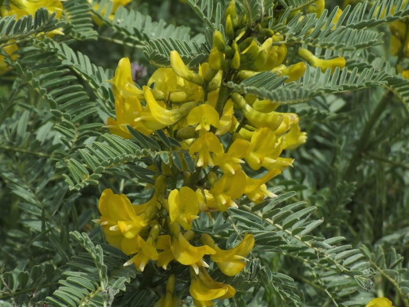 Astragalus caraganae photo 8