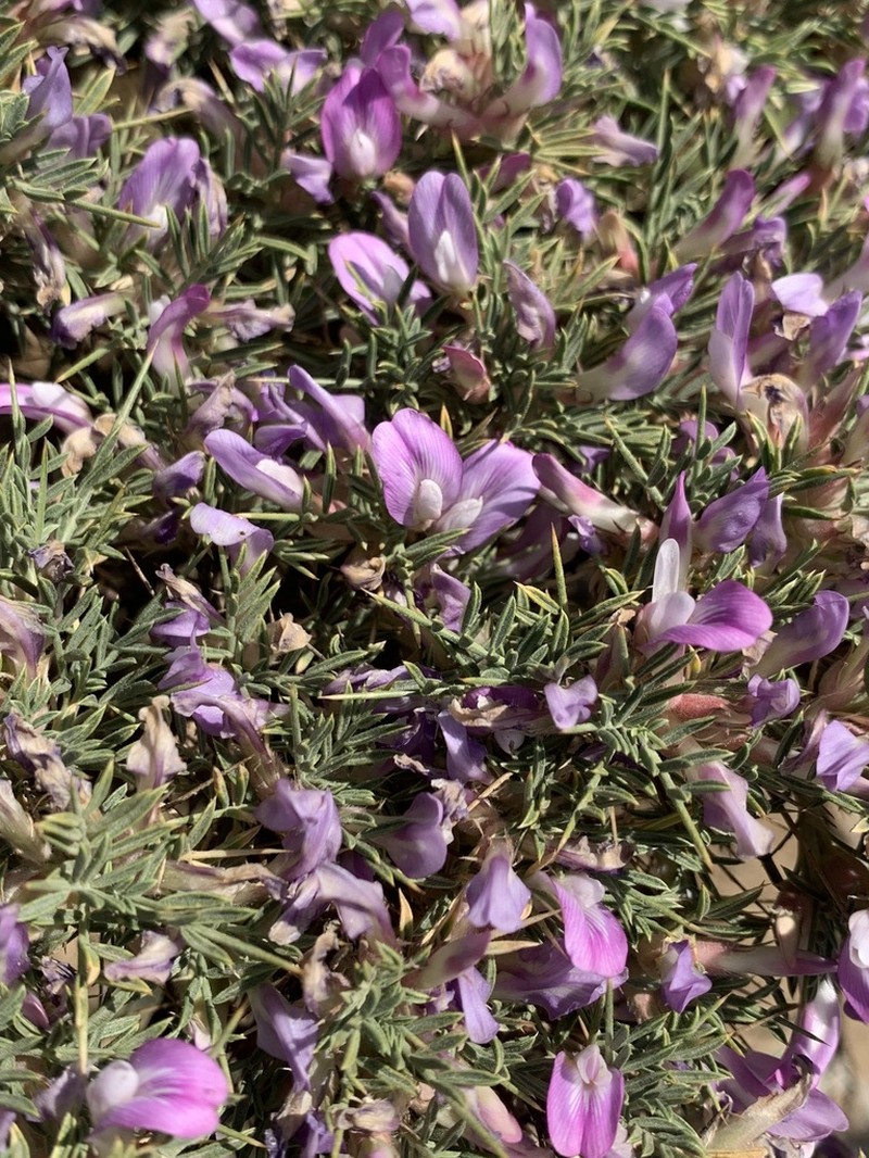 Astragalus carduchorum