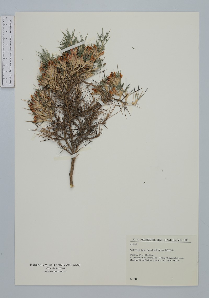 Astragalus carduchorum