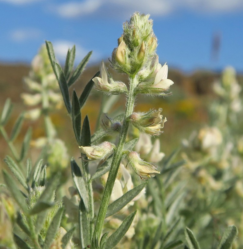 Buckwheat Milkvetch photo 2